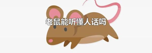 老鼠能听懂人话吗