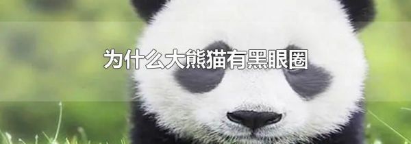 为什么大熊猫有黑眼圈