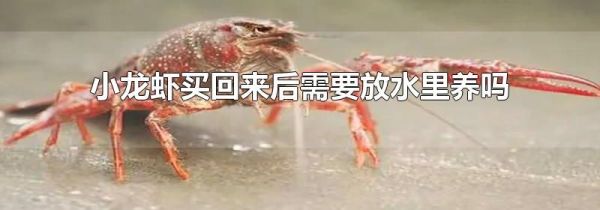 小龙虾买回来后需要放水里养吗