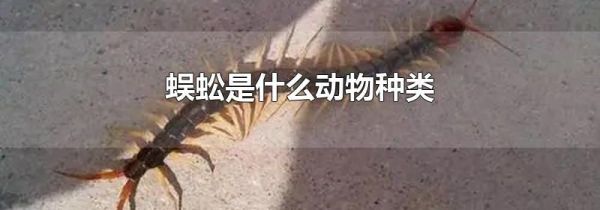 蜈蚣是什么动物种类