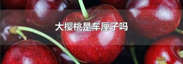 大樱桃是车厘子吗