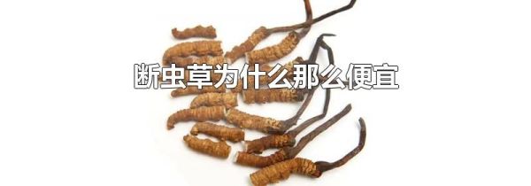 断虫草为什么那么便宜