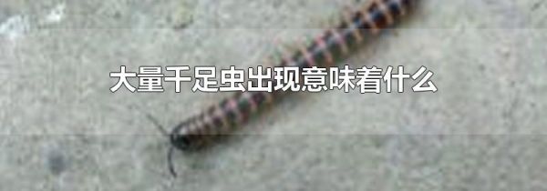 大量千足虫出现意味着什么