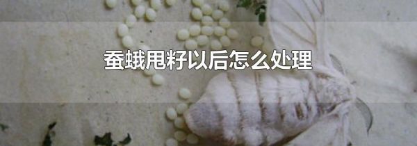 蚕蛾甩籽以后怎么处理