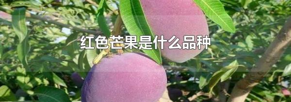 红色芒果是什么品种