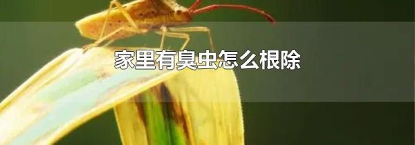 家里有臭虫怎么根除