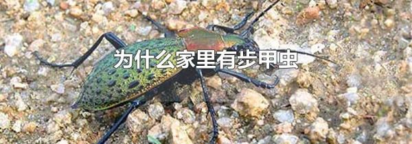 为什么家里有步甲虫