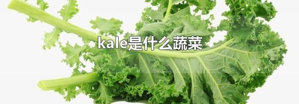 kale是什么蔬菜