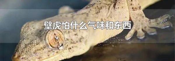 壁虎怕什么气味和东西