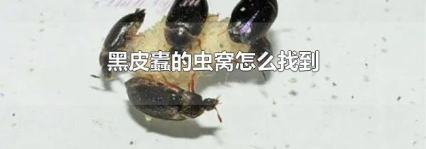 黑皮蠹的虫窝怎么找到