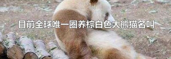 目前全球唯一圈养棕白色大熊猫名叫