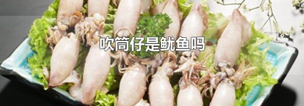 吹筒仔是鱿鱼吗