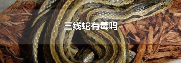 三线蛇有毒吗