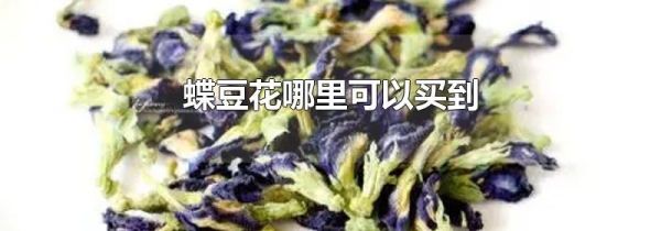 蝶豆花哪里可以买到