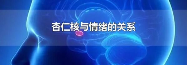 杏仁核与情绪的关系
