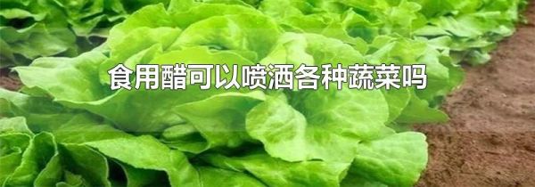 食用醋可以喷洒各种蔬菜吗