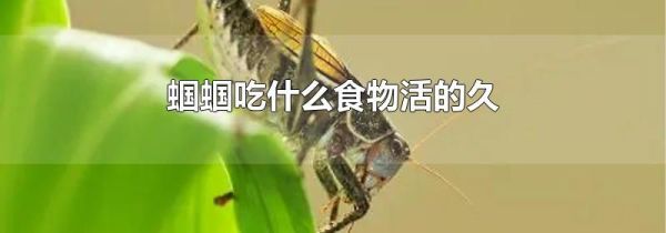 蝈蝈吃什么食物活的久