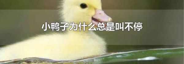 小鸭子为什么总是叫不停