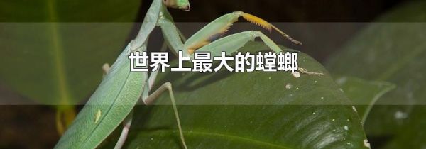 世界上最大的螳螂