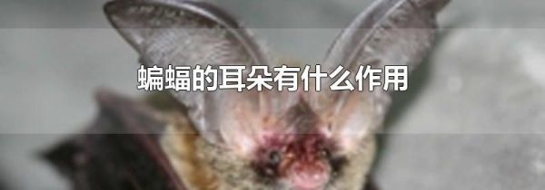 蝙蝠的耳朵有什么作用
