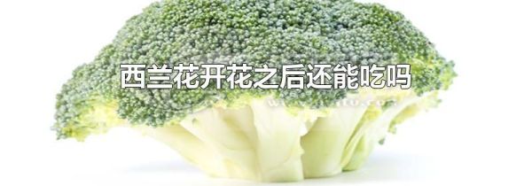 西兰花开花之后还能吃吗