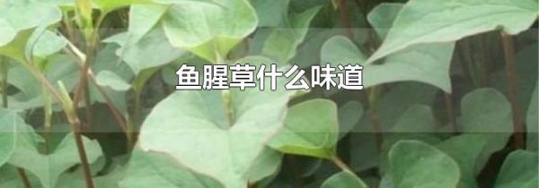 鱼腥草什么味道