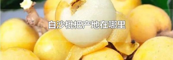 白沙枇杷产地在哪里