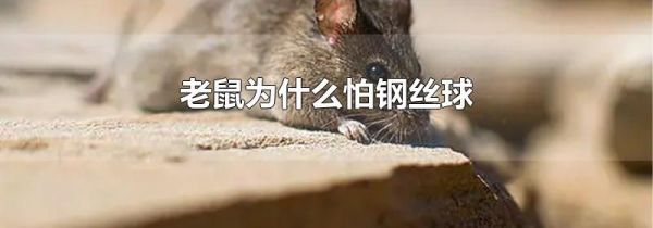 老鼠为什么怕钢丝球