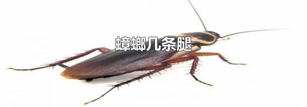 蟑螂几条腿
