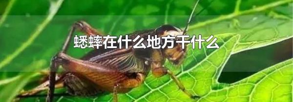 蟋蟀在什么地方干什么