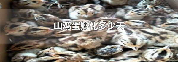 山鸡蛋孵化多少天