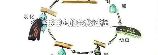 毛毛虫的变化过程