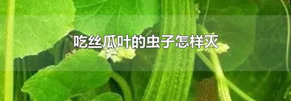 吃丝瓜叶的虫子怎样灭