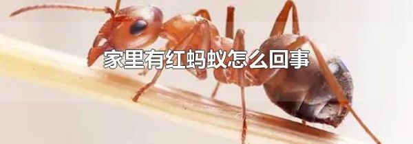 家里有红蚂蚁怎么回事