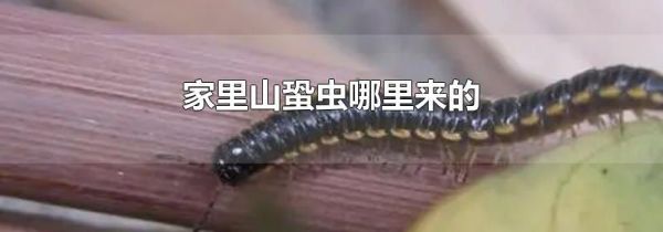家里山蛩虫哪里来的