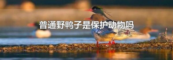 普通野鸭子是保护动物吗