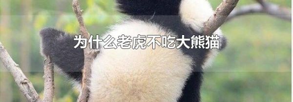 为什么老虎不吃大熊猫