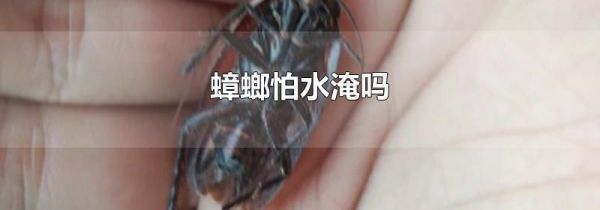 蟑螂怕水淹吗