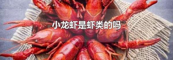小龙虾是虾类的吗