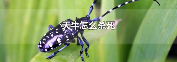 天牛怎么杀死