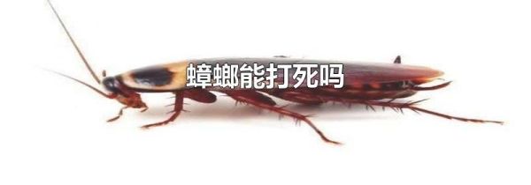 蟑螂能打死吗