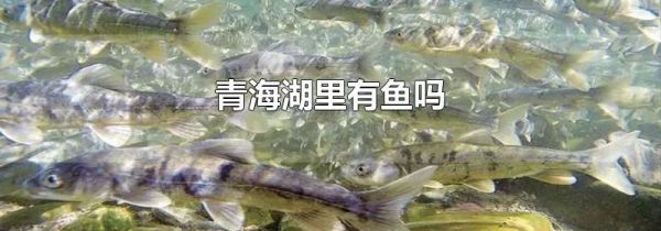 青海湖里有鱼吗