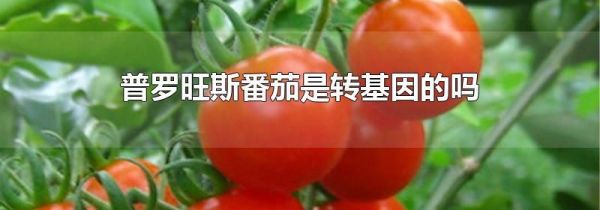 普罗旺斯番茄是转基因的吗