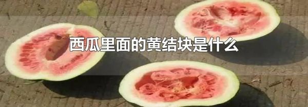 西瓜里面的黄结块是什么