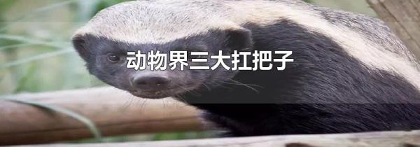 动物界三大扛把子