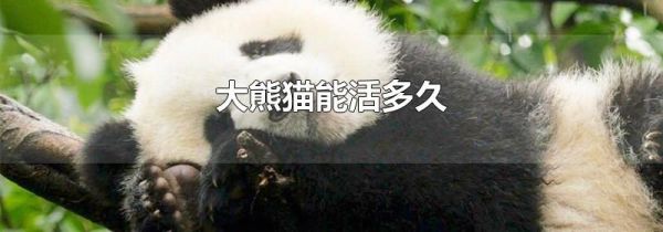 大熊猫能活多久