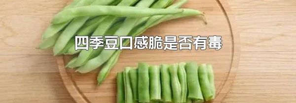 四季豆口感脆是否有毒