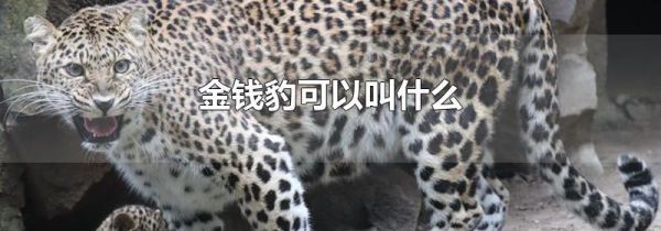金钱豹可以叫什么