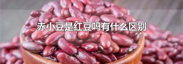 赤小豆是红豆吗有什么区别