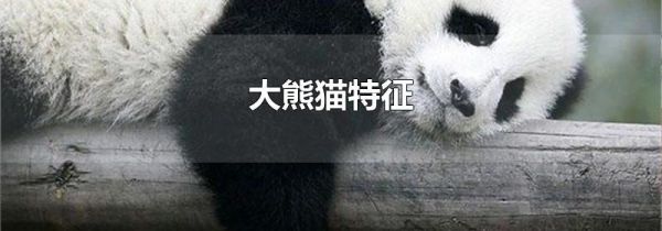 大熊猫特征